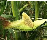 Кукурузные рыльца: лечебные свойства и противопоказания