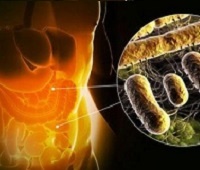 Дисбактериоз кишечника: симптомы и лечение у взрослых