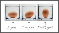 чем полезны яйца