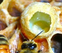 Пчелиное маточное молочко - что это такое, польза и как принимать
