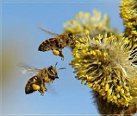 Пыльца пчелиная - состав, полезные свойства и как принимать