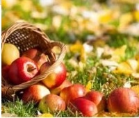 Яблоки: состав, калорийность, польза и вред для здоровья, красоты и похудения