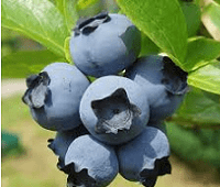 Голубика: что за ягода, где растет, полезные свойства, применение, рецепты и противопоказания