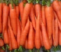 Морковь: состав, калорийность, польза и вред для организма человека