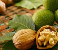 Грецкий орех (перегородки, скорлупа, масло и зеленые орехи): лечебные свойства и противопоказания