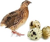 Перепелиные яйца: состав, калории, польза и вред для мужчин, женщин и детей