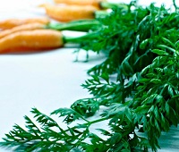 Полезные свойства ботвы моркови и свеклы
