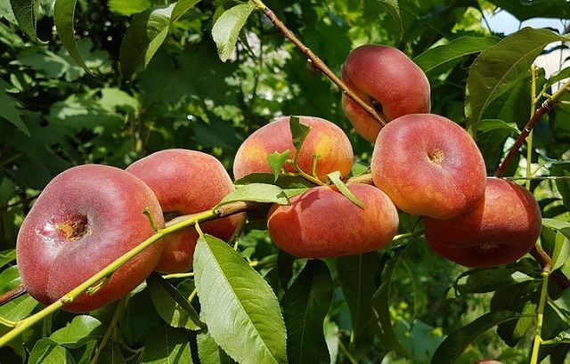 плоский персик на дереве