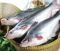 Пангасиус - что за рыба, где обитает, польза и вред для организма