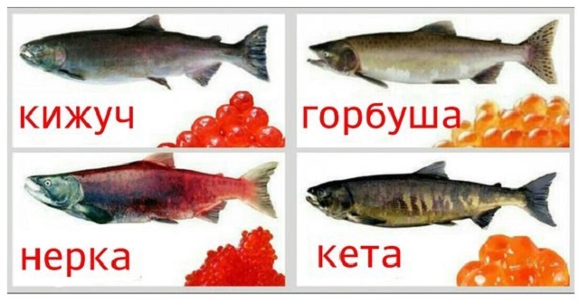Рыба Кижуч Фото И Описание Цена Польза