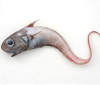 Макрурус (гренадер) - что за рыба, фото, описание, где водится, как приготовить, польза и вред