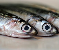 Анчоусы - что за рыба, описание, фото, с чем едят, что приготовить, чем можно заменить, польза