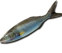 Лосось кахаваи - что за рыба, польза, описание, фото, как вкусно приготовить и вред