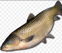 Белый Амур - что за рыба, где водится, описание, фото, как приготовить, польза и вред