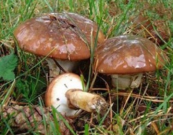 грибы маслята