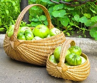 Зеленые помидоры - состав, калорийность, польза, где хранить, что приготовить, как есть и вред