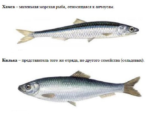 Чем отличается килька от анчоуса. Хамса Азовская и Черноморская разница. Хамса рыба. Европейский анчоус Хамса. Мелкая рыба Хамса.