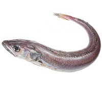 Хоки (макруронус) - что за рыба, описание, фото, польза и вред, как приготовить