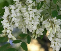 Цветы белой акации - лечебные свойства, применение, рецепты для здоровья и красоты