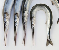 Рыба сарган - как выглядит, описание, фото, как вкусно приготовить