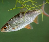 Плотва (сорога) - описание, как отличить от других рыб, чем полезна, вкус и запах